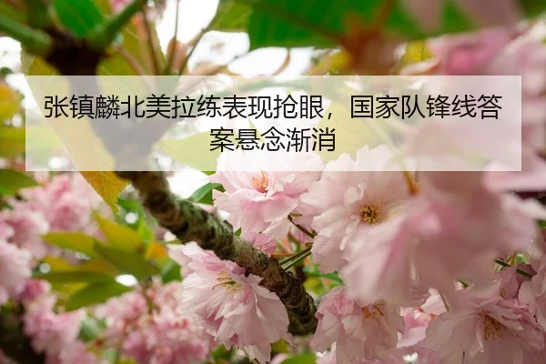 张镇麟北美拉练表现抢眼，国家队锋线答案悬念渐消